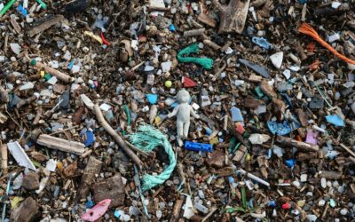 The invisible threat: How microplastics are infiltrating our bodies and environment