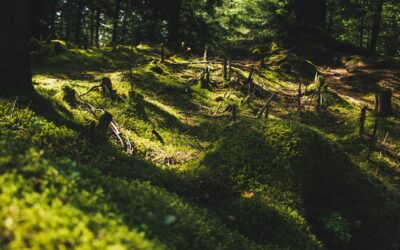 Bill Gates’ breakthrough energy and the controversy of global deforestation