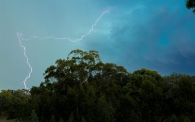 Tonka bean tree thrives with lightning strikes, gaining survival advantage